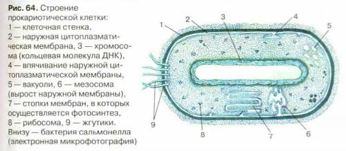 Биология.какие признаки характерны для большинства подразделений царства монера (monera)? ​