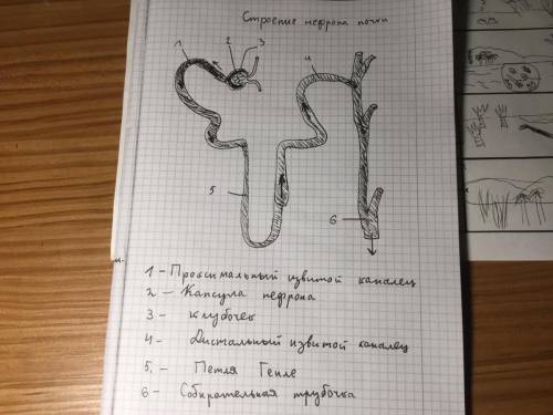 1. какая структурная единица почки изображена на рисунке? 2. что обозначено цифрой 4?