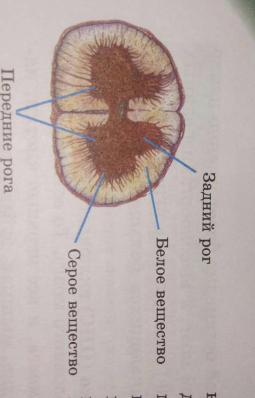 Что представляет собой белое вешество спиного мозга​