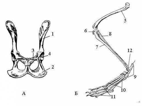 Скелет поясов конечностей млекопитающих?