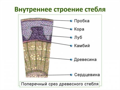 Нарисовать тканевое строение стебля на поперечном срезе, обозначить ткани и структуры (сердцевина, д