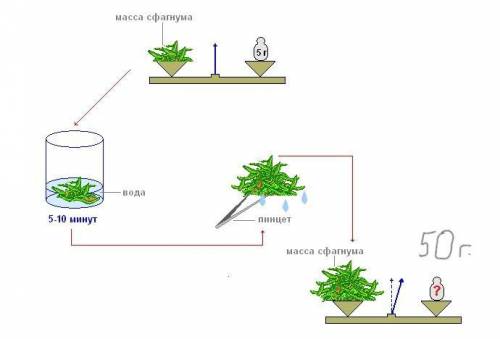 Проделайте опыт с целью выяснения сфагнума накапливать воду.Сначала взвесьте некоторое количество су