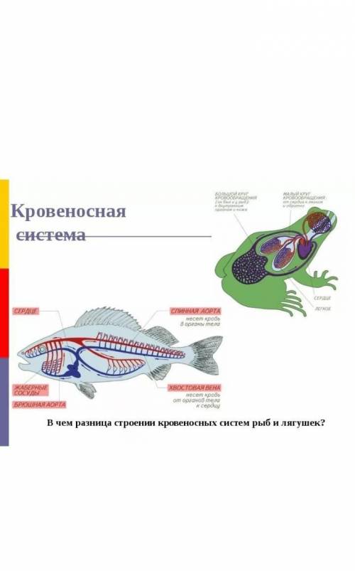 Где и как происходит насыщение крови кислородом у рыб и земноводных ?