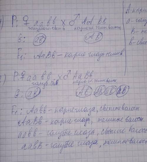 Мужчина с карими глазами и темными волосами вступил в брак с женщиной с голубыми глазами светлыми во