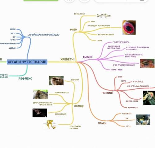 Які органи чуття у зребетних тварин ?​