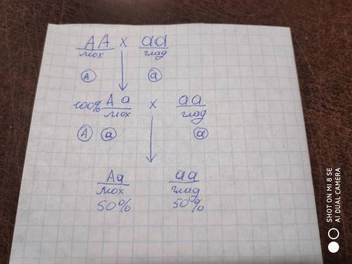 Задача по биологии на скрещивание.Очень надо. У морских свинок мохнатая шерсть доминирует над гладко