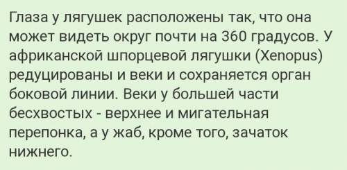 . Знакомство с особенностями органов зрения у различных животных (лягушка и белка) 1.Рассмотрите пре