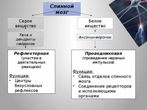 1. Что такое серое и белое вещество спинного мозга? Чем оно образовано и какую функцию выполняет? 2.