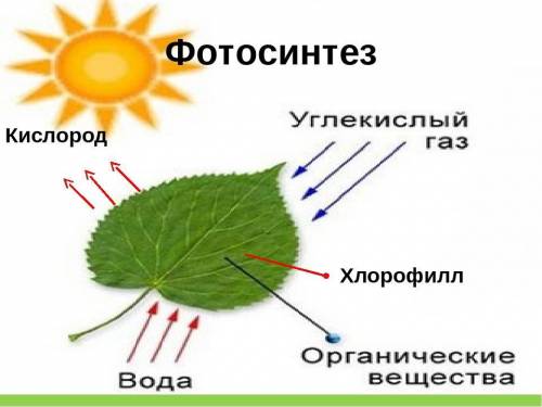 Схема в рисунках фотосинтеза и хемосинтеза​