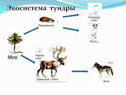 Составь цепи питания для характерных природных зон тундра пустынь​