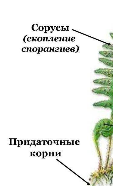 Наземные и Подземны вегетативные органы мхов папоротников хвощей и плаунво.