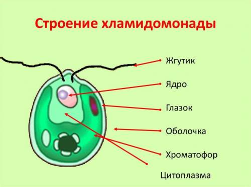 Перечислите основные части клетки хламидомонады