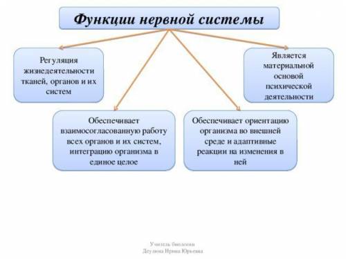 Тема нервная система 1. Строение. 2. значение. 3 Функции.