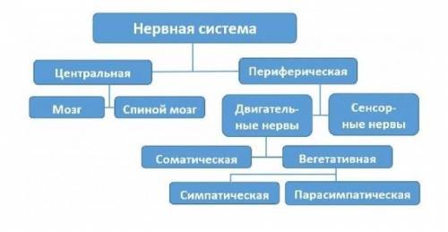 Тема нервная система 1. Строение. 2. значение. 3 Функции.