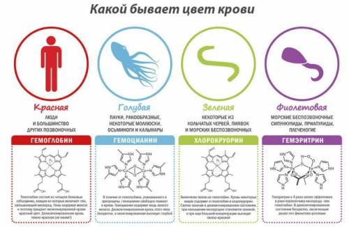 Может ли быть кровь голубой? Почему?