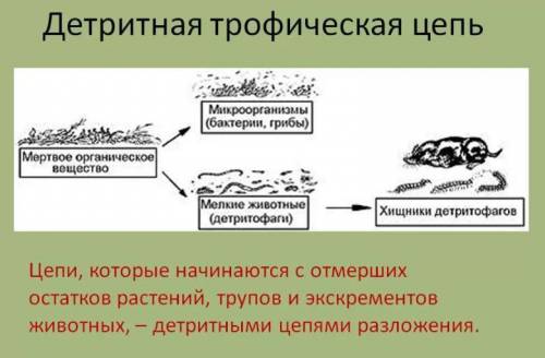 Какая роль падальщиков и почвенных бактерий