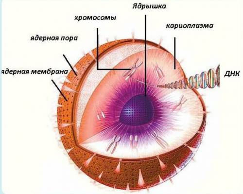 Что отделено от окружающей цитоплазмы оболочкой, содержит ядрышко, хромосомы и кариоплазму?