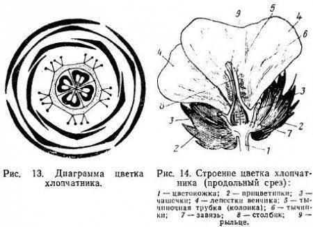 Из каких часьей состоит цветок хлопчаьника?