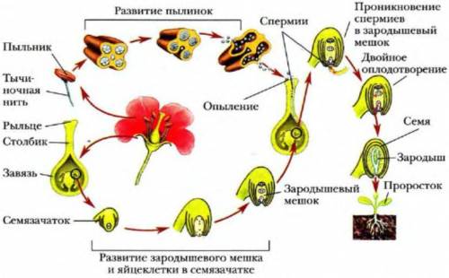 . Какие виды опыления существуют в природе? (Примеры). 3. Как осуществляется перекрестное опыление?