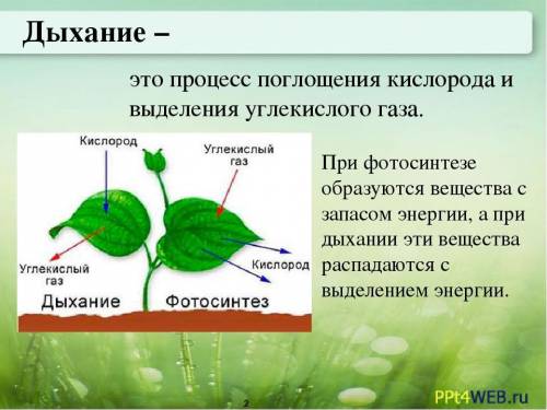 Какие биохимические процессы в клетке участвуют в превращениях воды, кислорода и углекислого газа? о