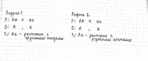 А-средний размер плода. а- мелкий размер плода.Какие плоды будут у растений, которые получаются в ре