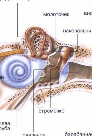 Укажи, что расположено в ухе человека непосредственно за барабанной перепонкой: слуховые косточки сл