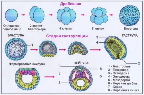 Особенности бластулы,гаструлы и нейрулы