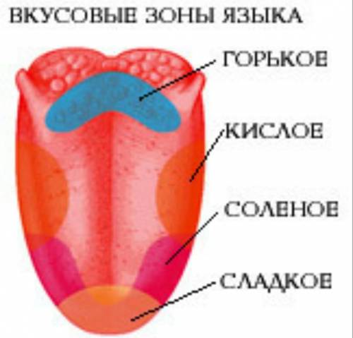 Почему вкус горечи в пище чувствуется не сразу а после того как пищу начинают жевать?