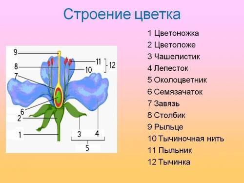 Биология, 7 клас, строение цветка надо​