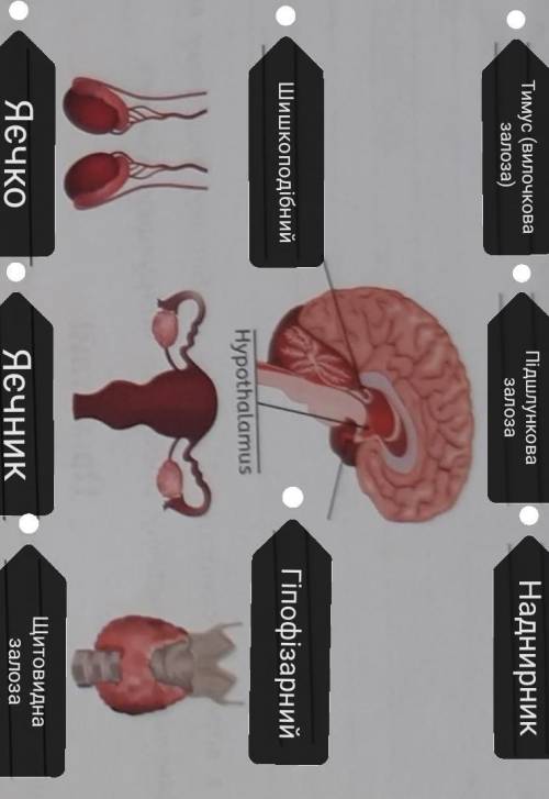 Вот задание: Під зображенням кожної із залоз внутрішньої секреції напиши назви одного-двох гормонів.