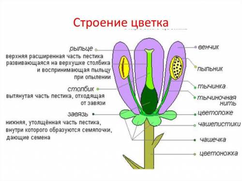 Строение цветка. Подпишите части цветка под цифрами