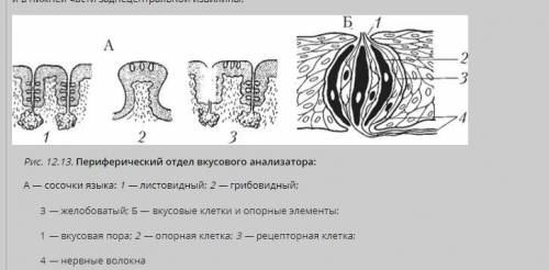 Периферический отдел вкусового анализатора включает 1) вкусовые сосочки 2) вкусовые луковицы 3) язык