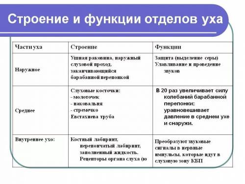 Перечислите части слухового анализатора. Укажите их местоположение и функции.