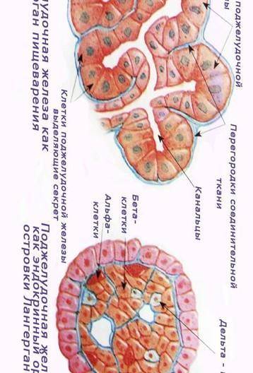 1. Железа, в которой одновременно образуются гормоны и пищеварительный сок-этоOE. печень00, слоннаяО