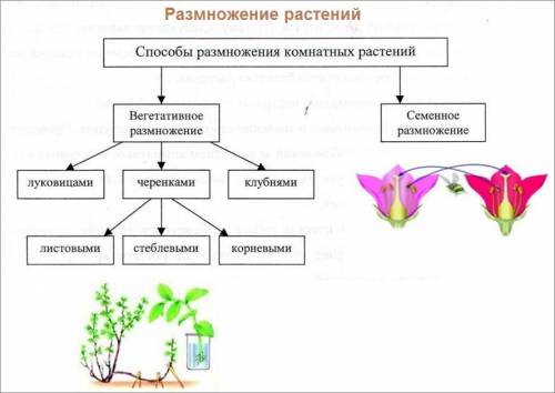 Определите и опишите тип размножения растения на рисунке