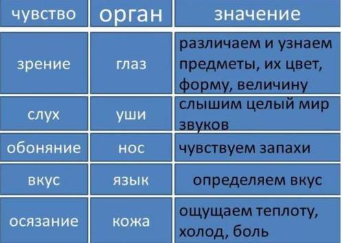 Заполните таблицу «Органы чувств» 1) орган чувств 2) место расположения 3) особенности строения 4) ф