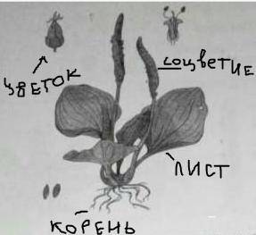 Биология ВПР 5класс решить задание​