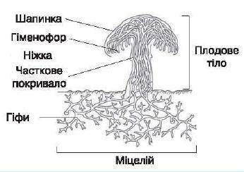 Шапенкови гриби складаються з​