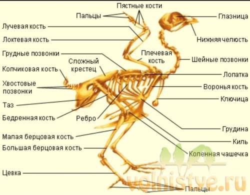 Определи верную последовательность расположения отделов задней конечности Птицы (начиная от позвоноч