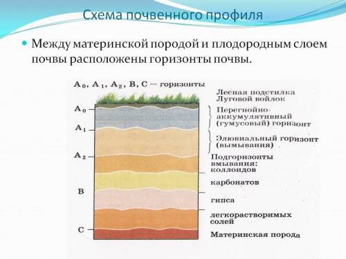 Нарисовать схемы: строения почвы, типов почв, почвенных горизонтов помагите нарисуйте .​