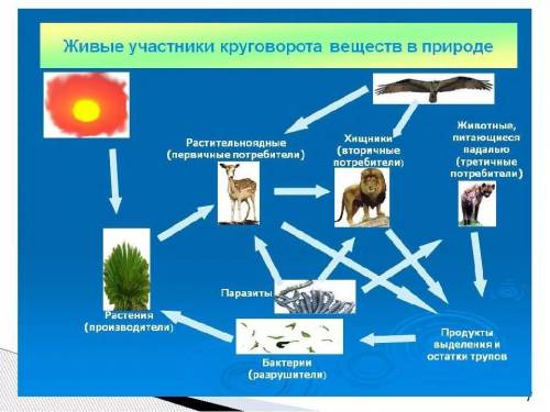 Почему без круговорота веществ жизнь на земле была бы не возможна?