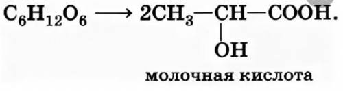 Складіть рівняння молочнокислого бродіння глюкози. Вкажіть суму коефіцієнтів у ньому