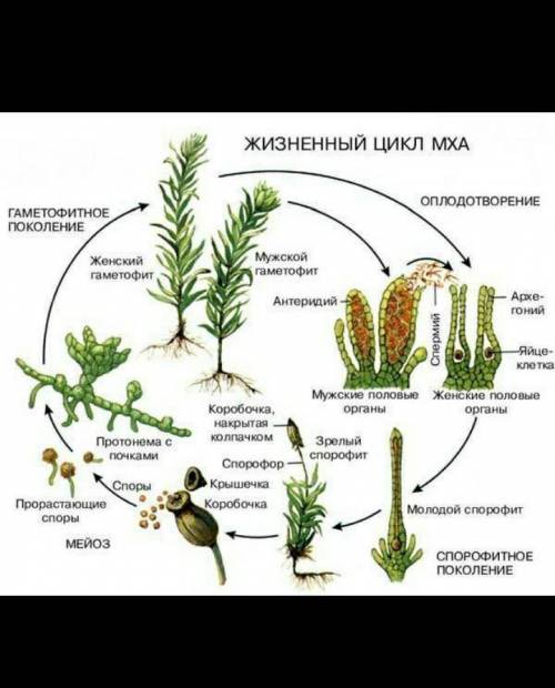 2.Объясните жизненный цикл МХОВ