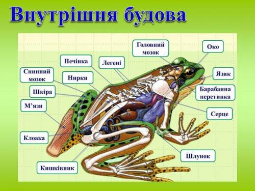 1.Токсична сполука що виділяється з організму А хлоридна кислота Б фруктоза В сечовина 2.Парні орган