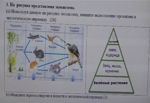 Используя данную на рисунке экосистему, впишите недостающие организмы в экологическую пирамиду.​