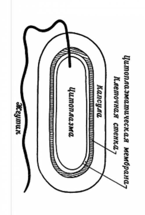 Изобразите схемотично строение бактериальнлй клетки
