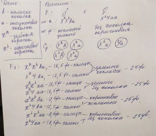 У канареек наличие хохолка — доминантный аутосомный признак (А); сцепленный с полом ген ХВ определяе