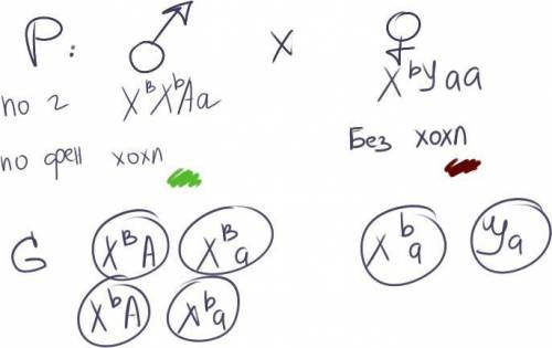 У канареек наличие хохолка — доминантный аутосомный признак (А); сцепленный с полом ген ХВ определяе