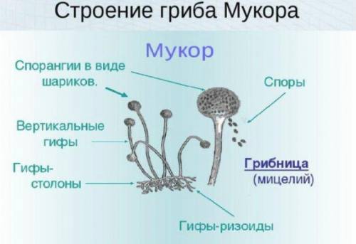 Как называется часть тела мукора​