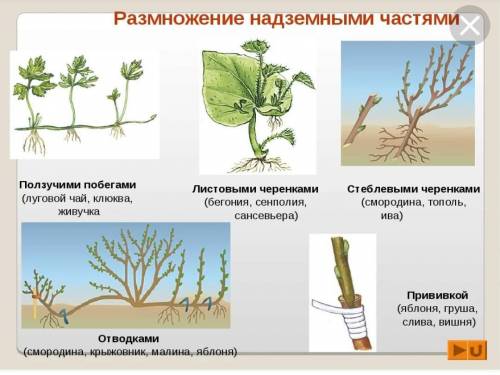 Укажи, как называют вегетативного размножения растений, изображённый на рисунке: